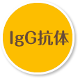 IgG抗体